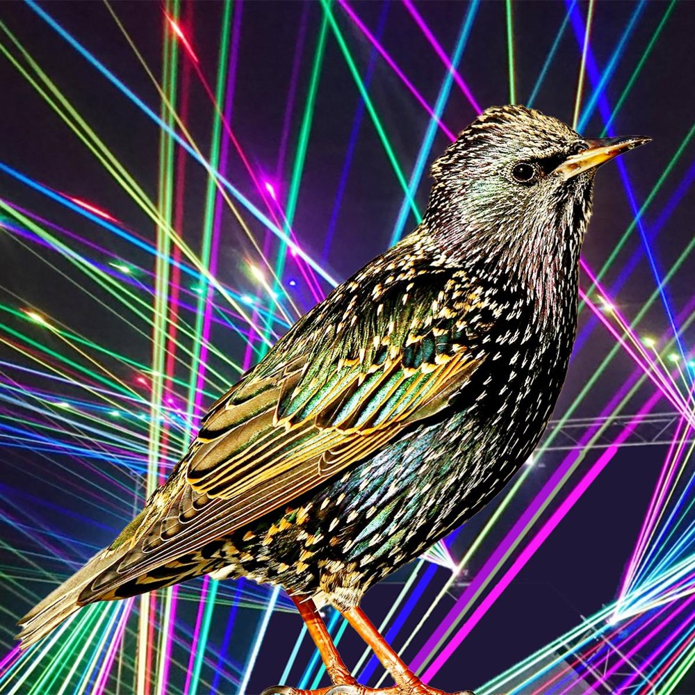 Spreeuwen wegjagen met lasers en een gestolen Nobelprijs