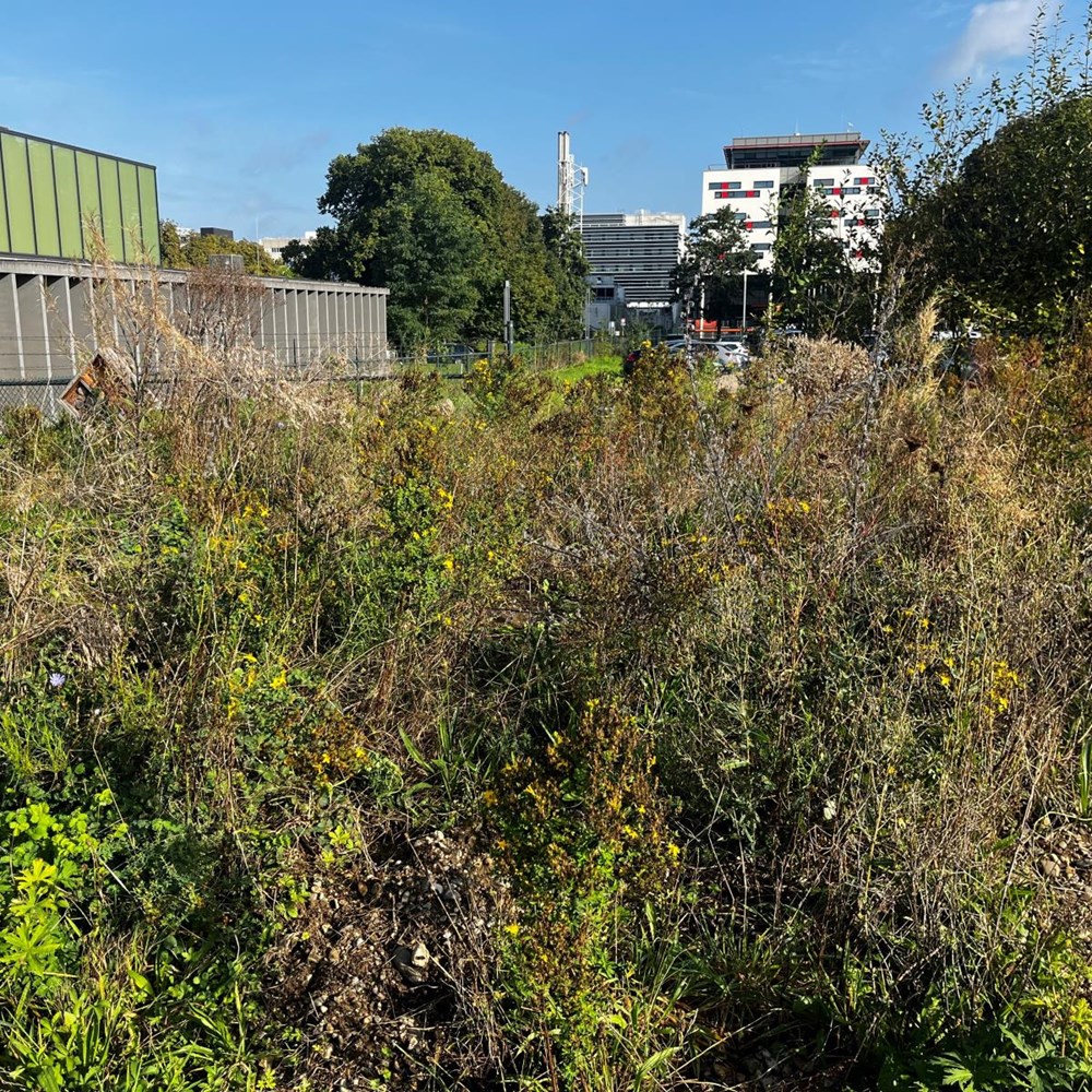 Randwyck zoemt: succesvolle bijenhotspot opmaat voor meer biodiversiteit binnen UM