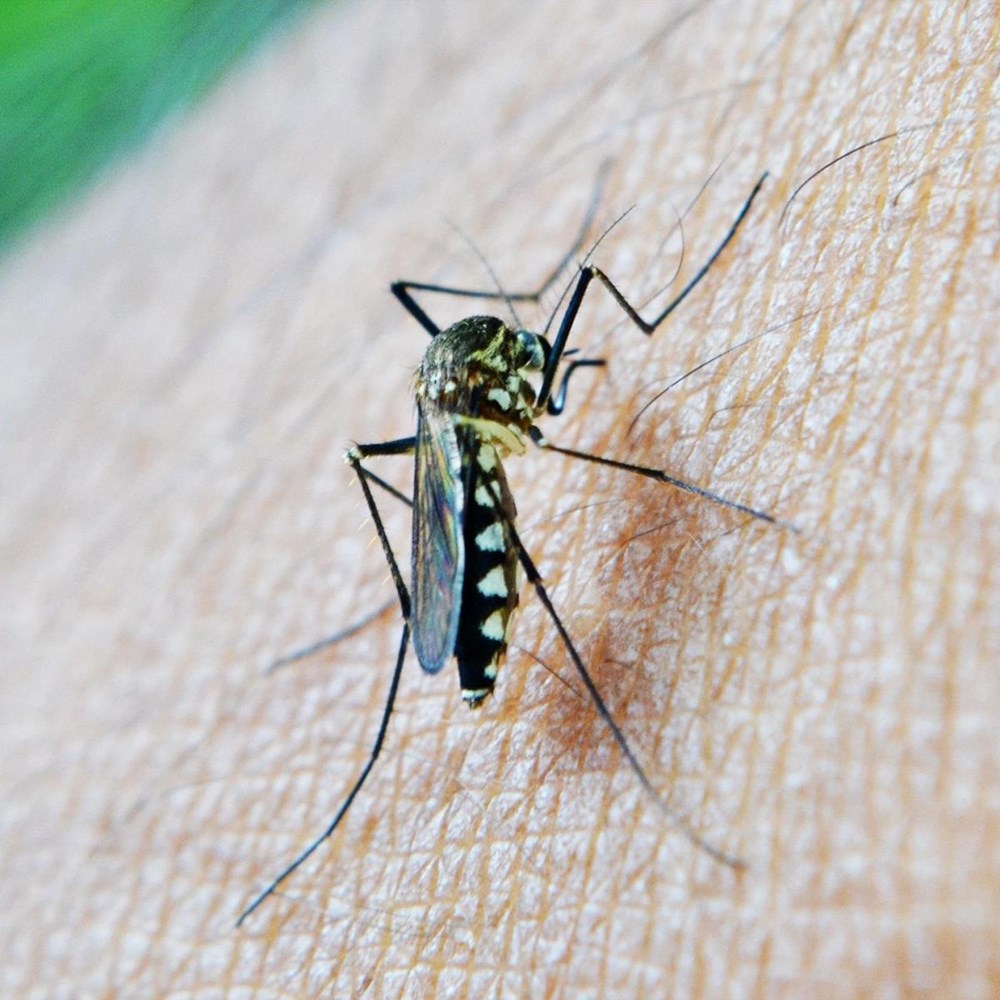 Puzzelen met malaria