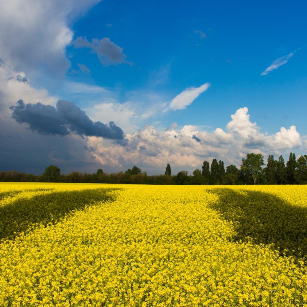 Flexible rules for Ukrainian students