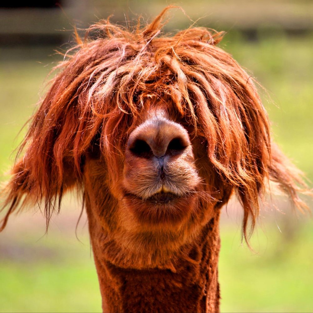 “No picture, I'm having a bad hair day”