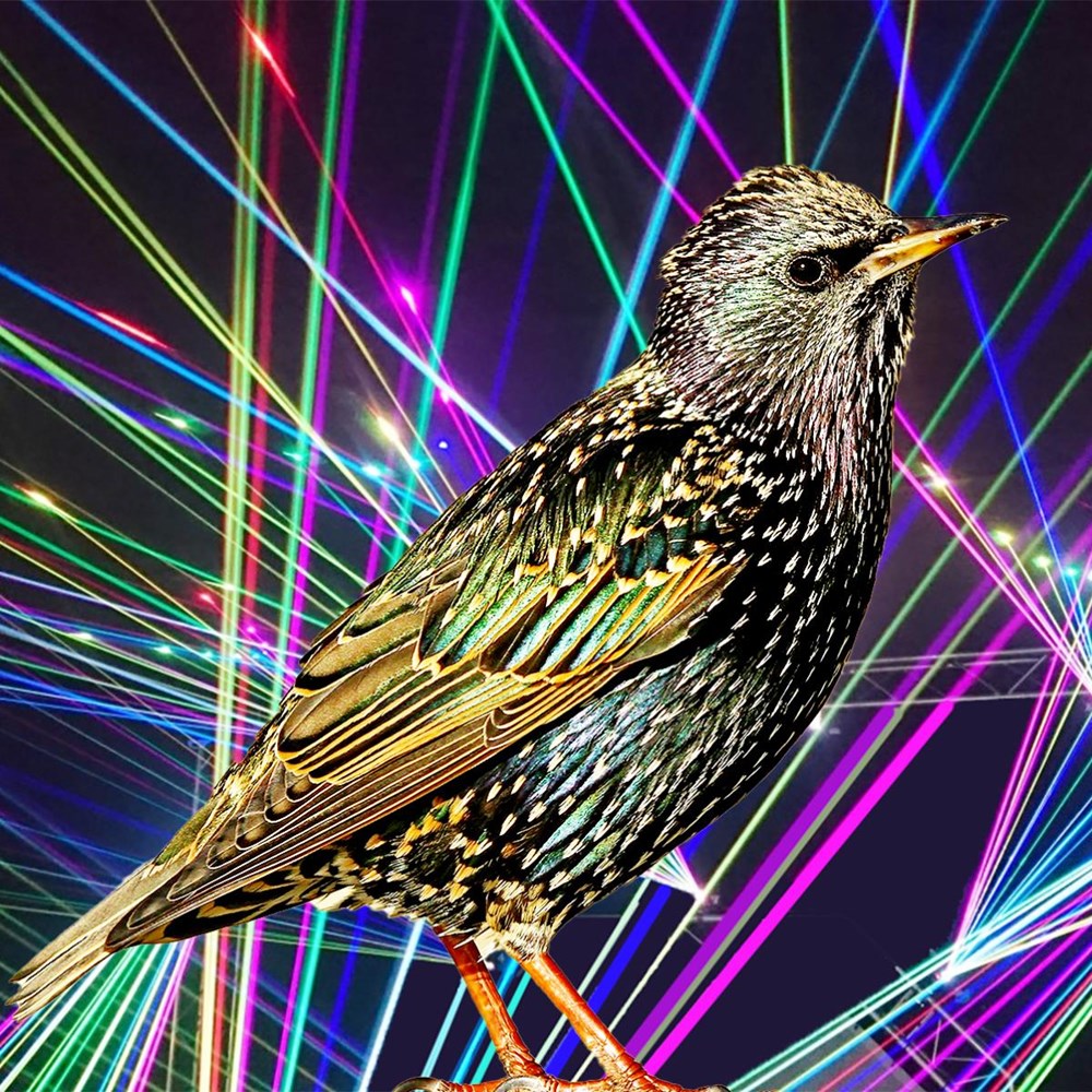 Scaring away starlings with lasers and a stolen Nobel Prize