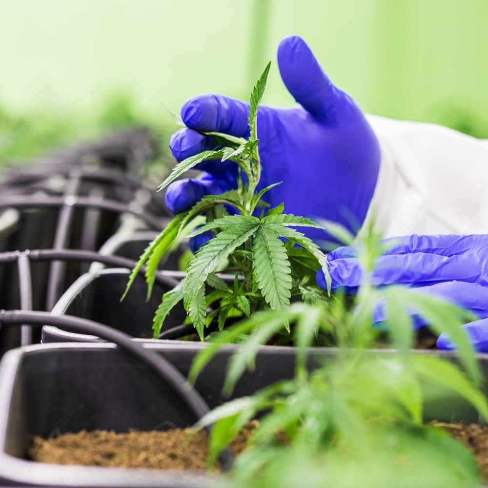 Maastricht coffeeshops sell 'state weed' and UM bike racks will be cleaned up
