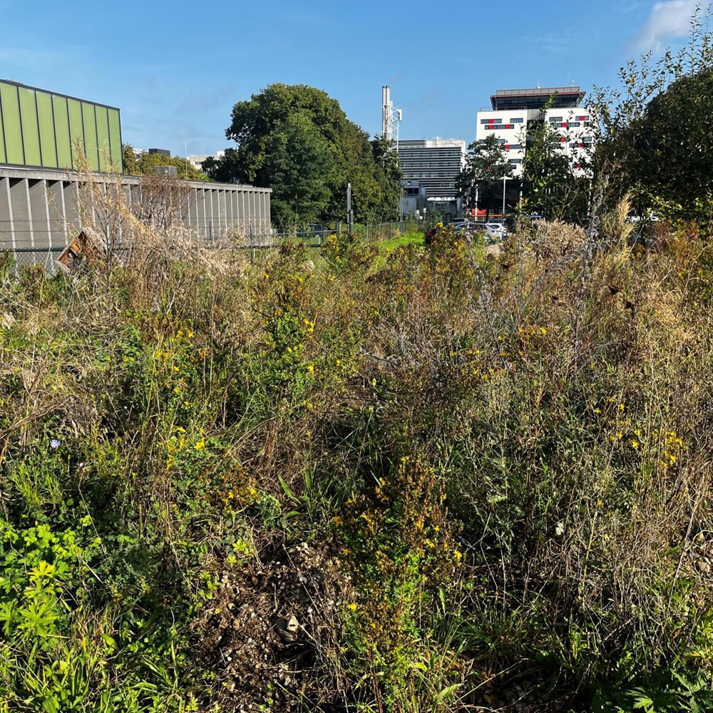 Randwyck is buzzing: successful bee hotspot sets trend for more biodiversity at UM