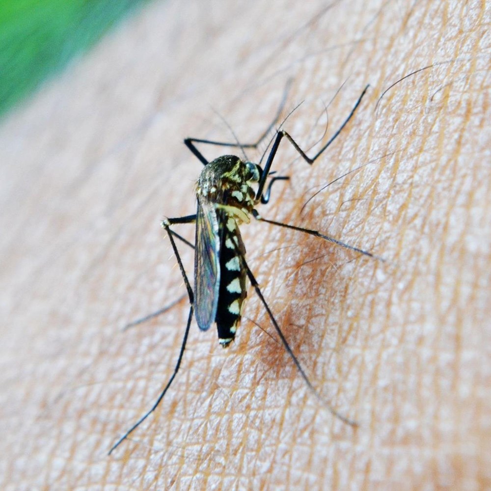 The shape of malaria
