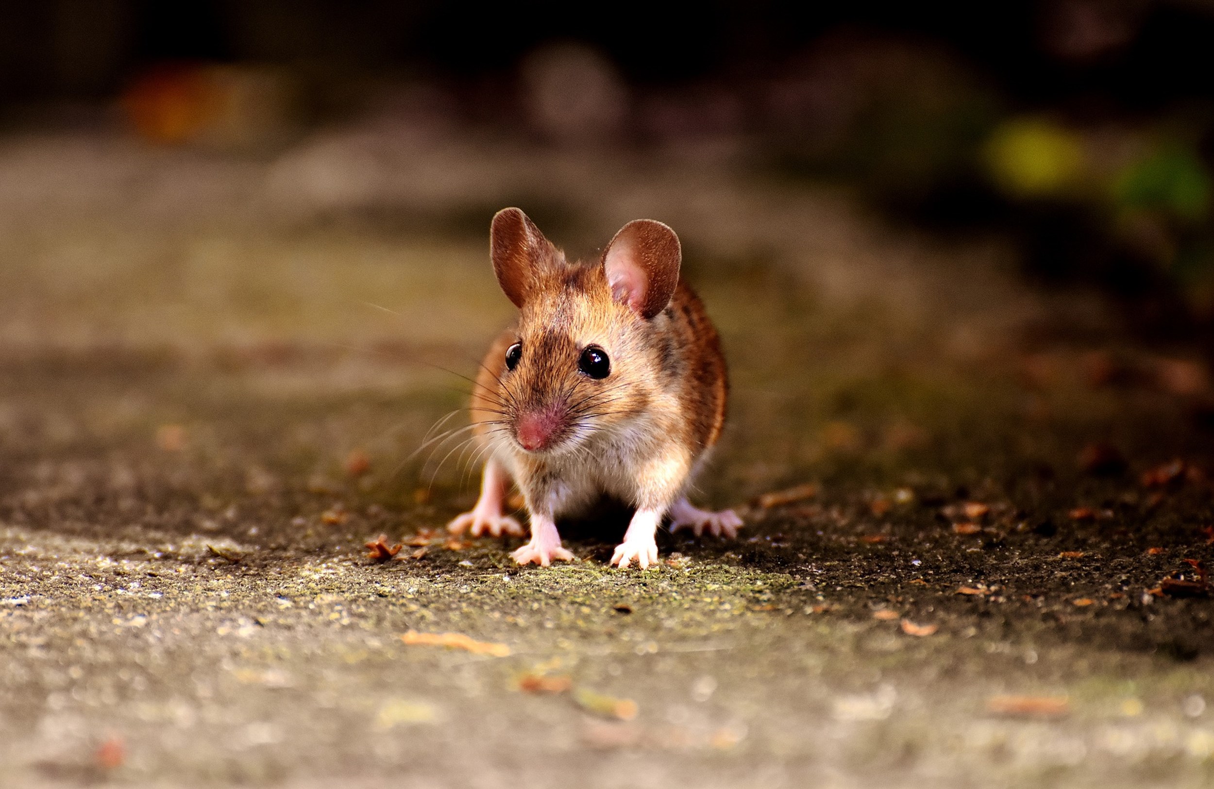 Dieren hebben emoties, maar zijn niet als mensen