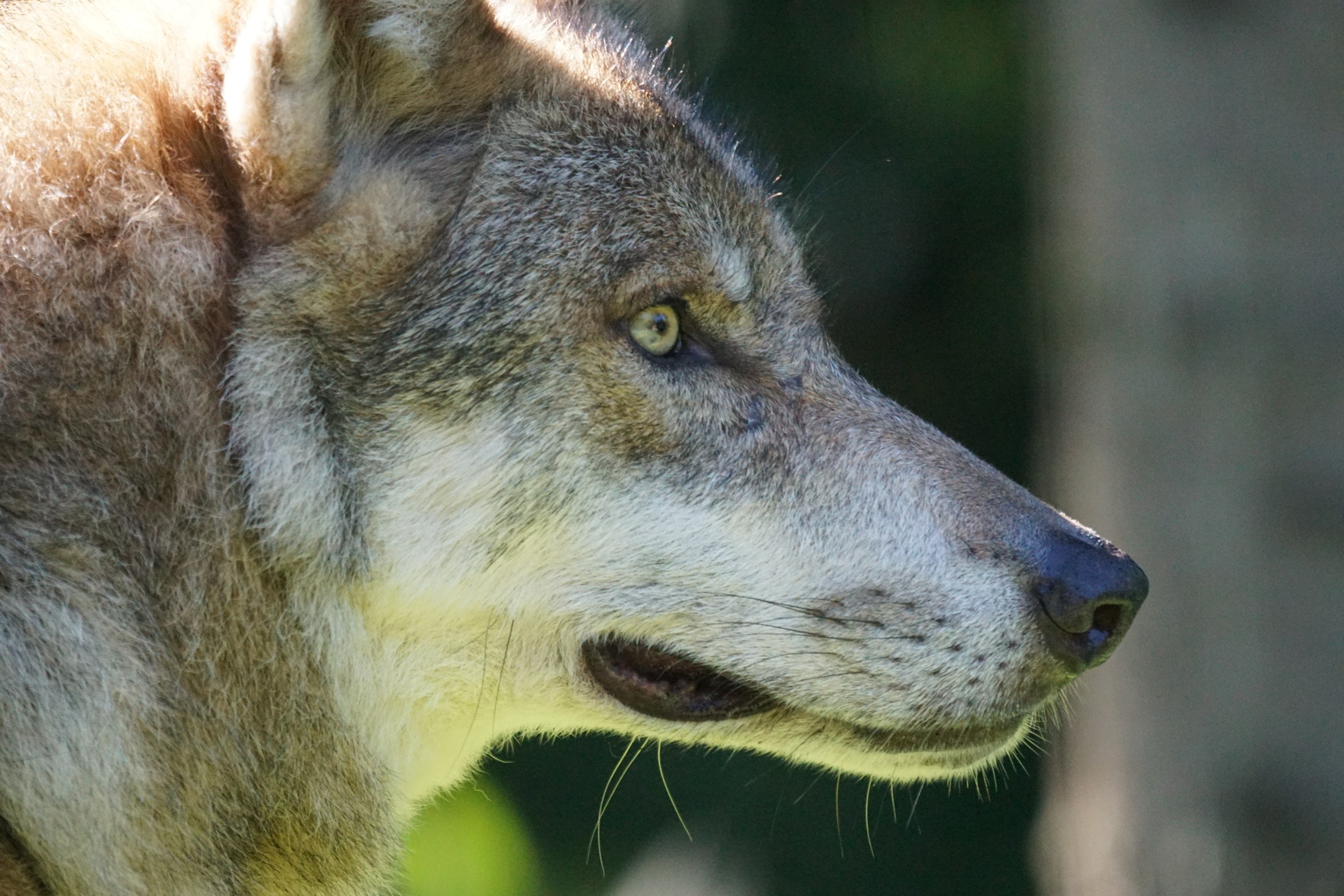 De wolf in Nederland: asielzoeker of acteur
