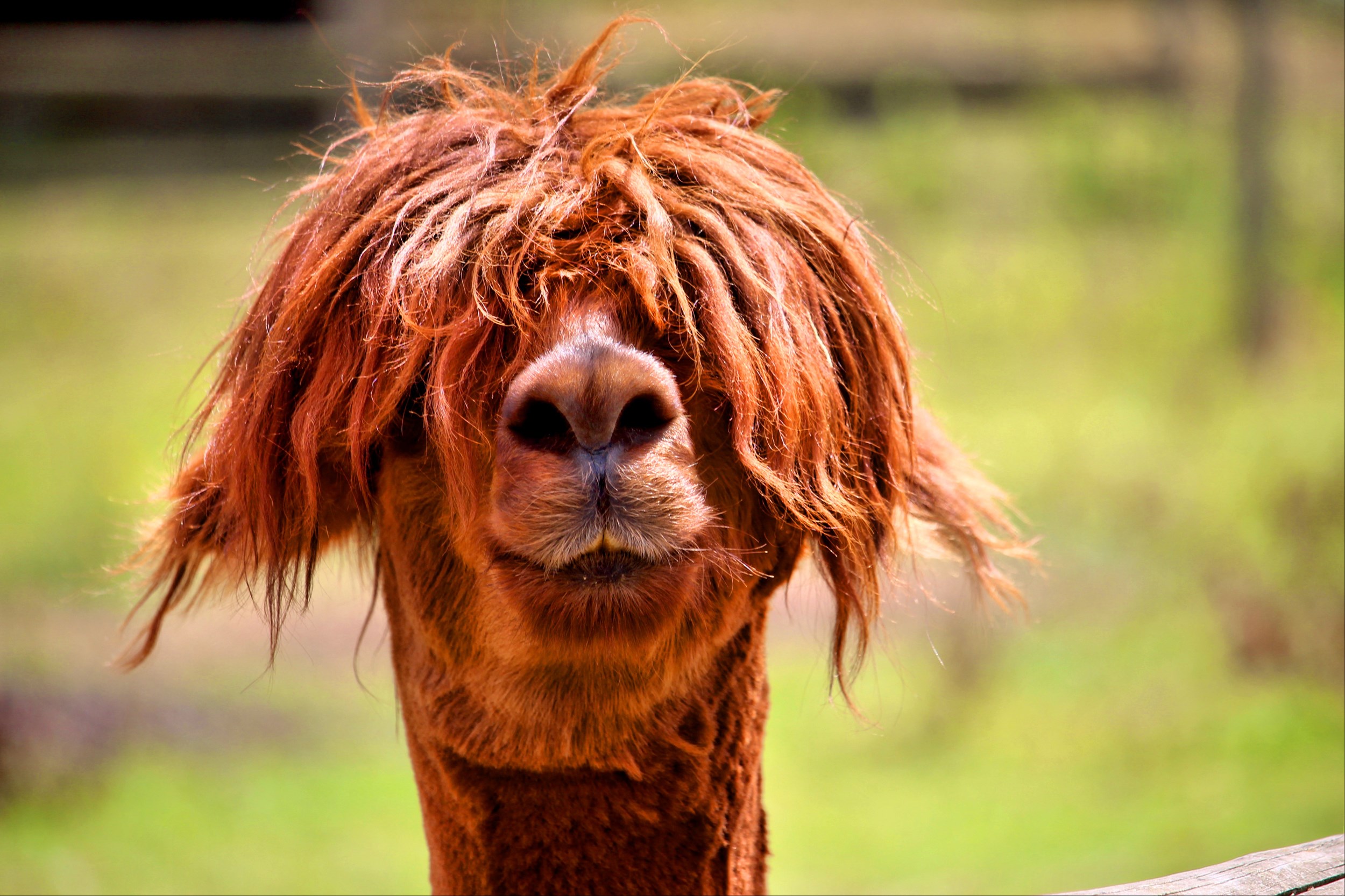 “Geen foto, ik heb een bad hair day”