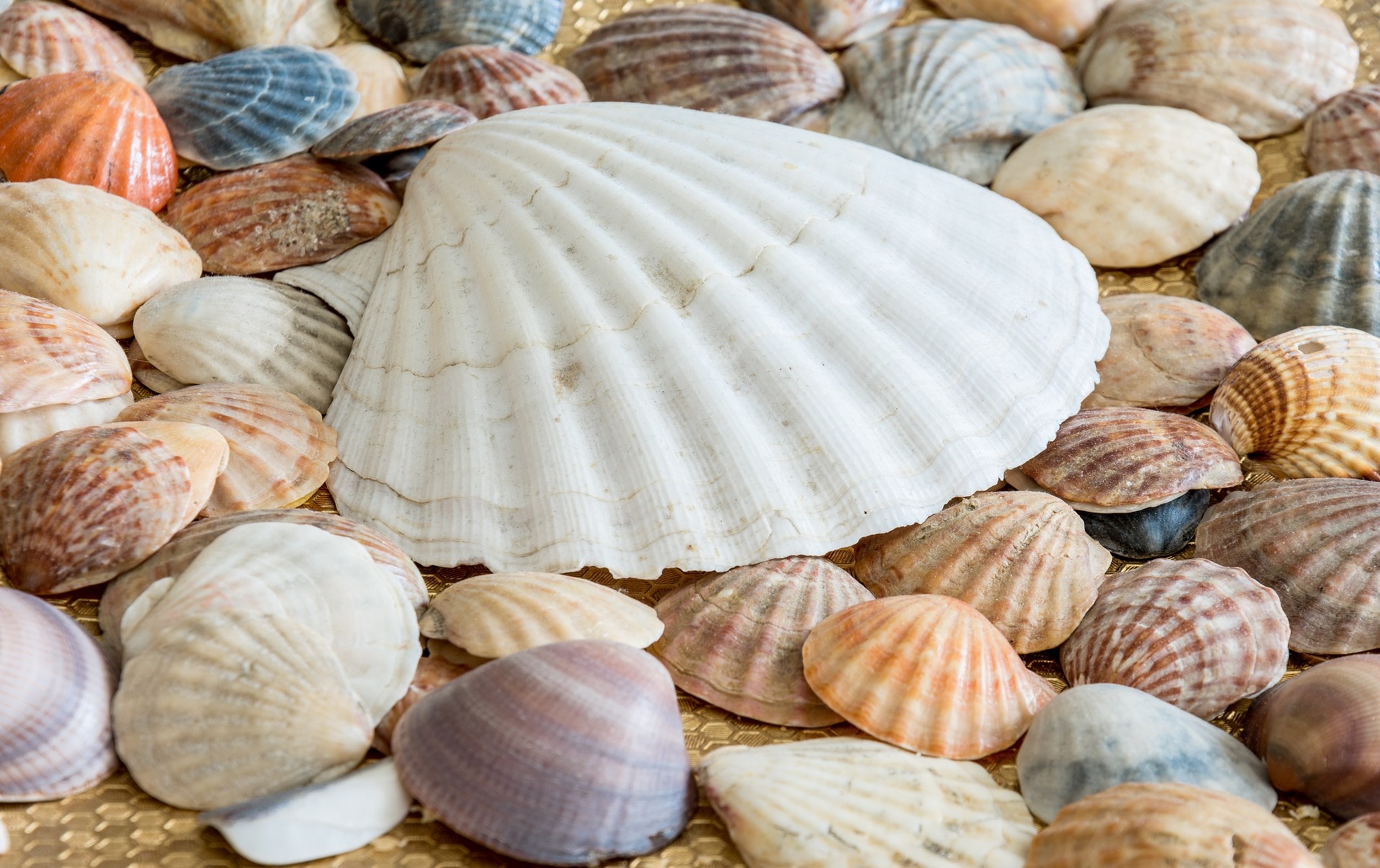 Bezetting bij UvA wegens banden met Shell