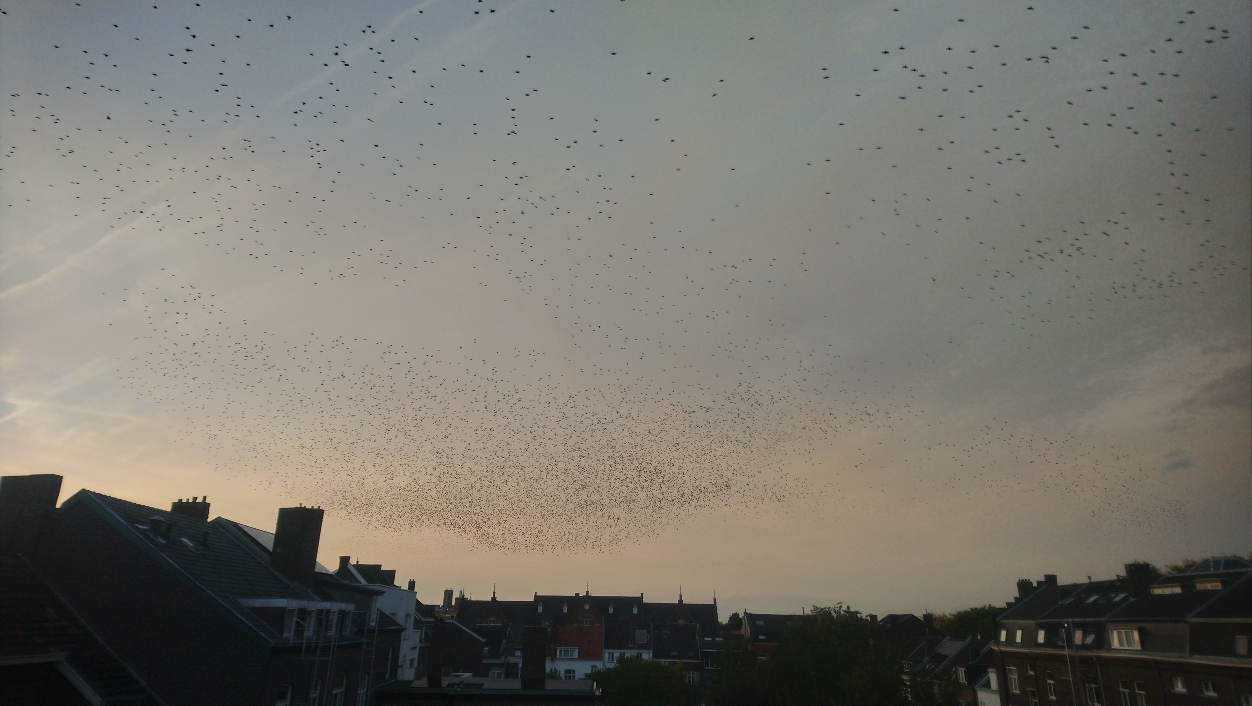 Maastrichtse spreeuwen bevuilen fietsen en de NS negeert Tilburgse academici