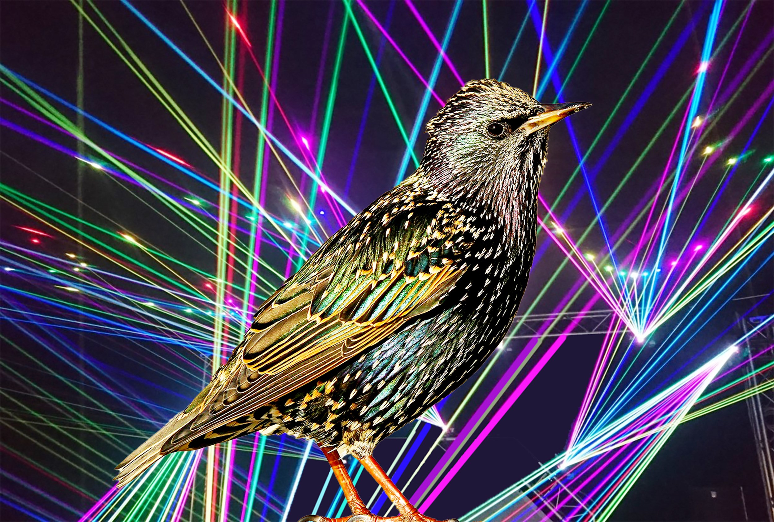 Spreeuwen wegjagen met lasers en een gestolen Nobelprijs