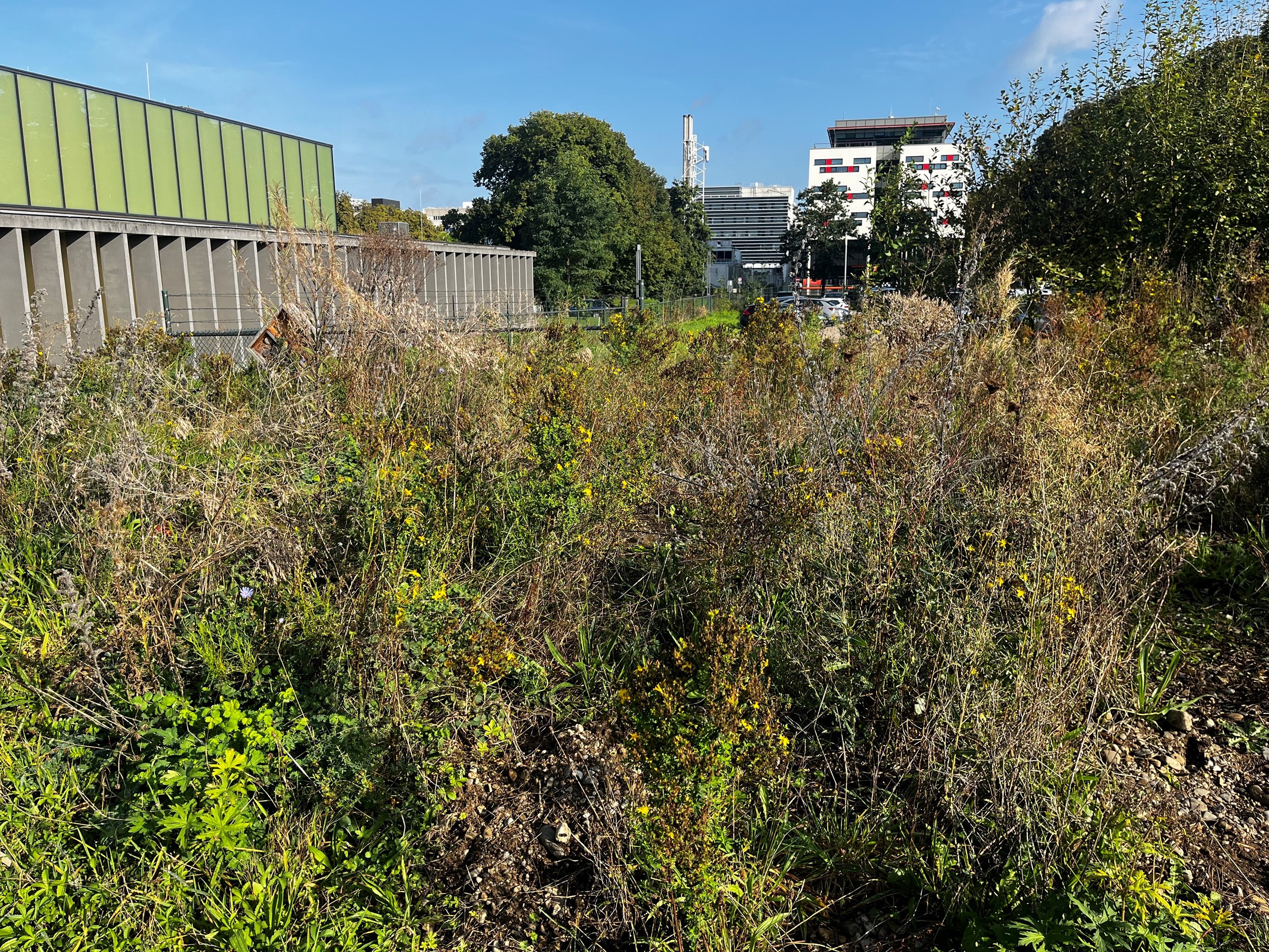 Randwyck zoemt: succesvolle bijenhotspot opmaat voor meer biodiversiteit binnen UM