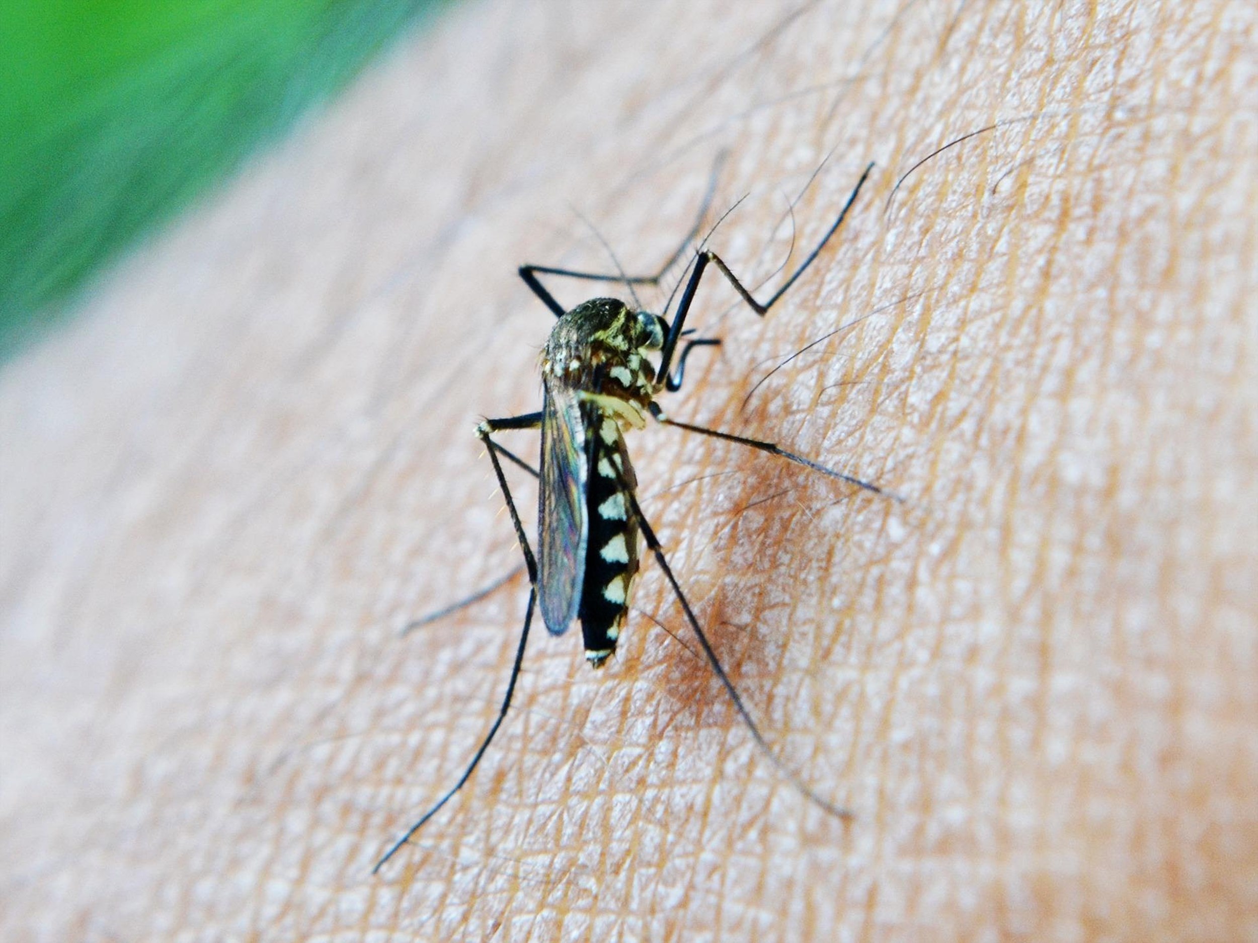 Puzzelen met malaria