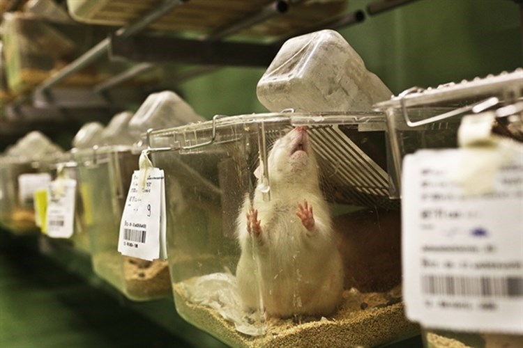  Plan: renovation of old laboratory animal centre