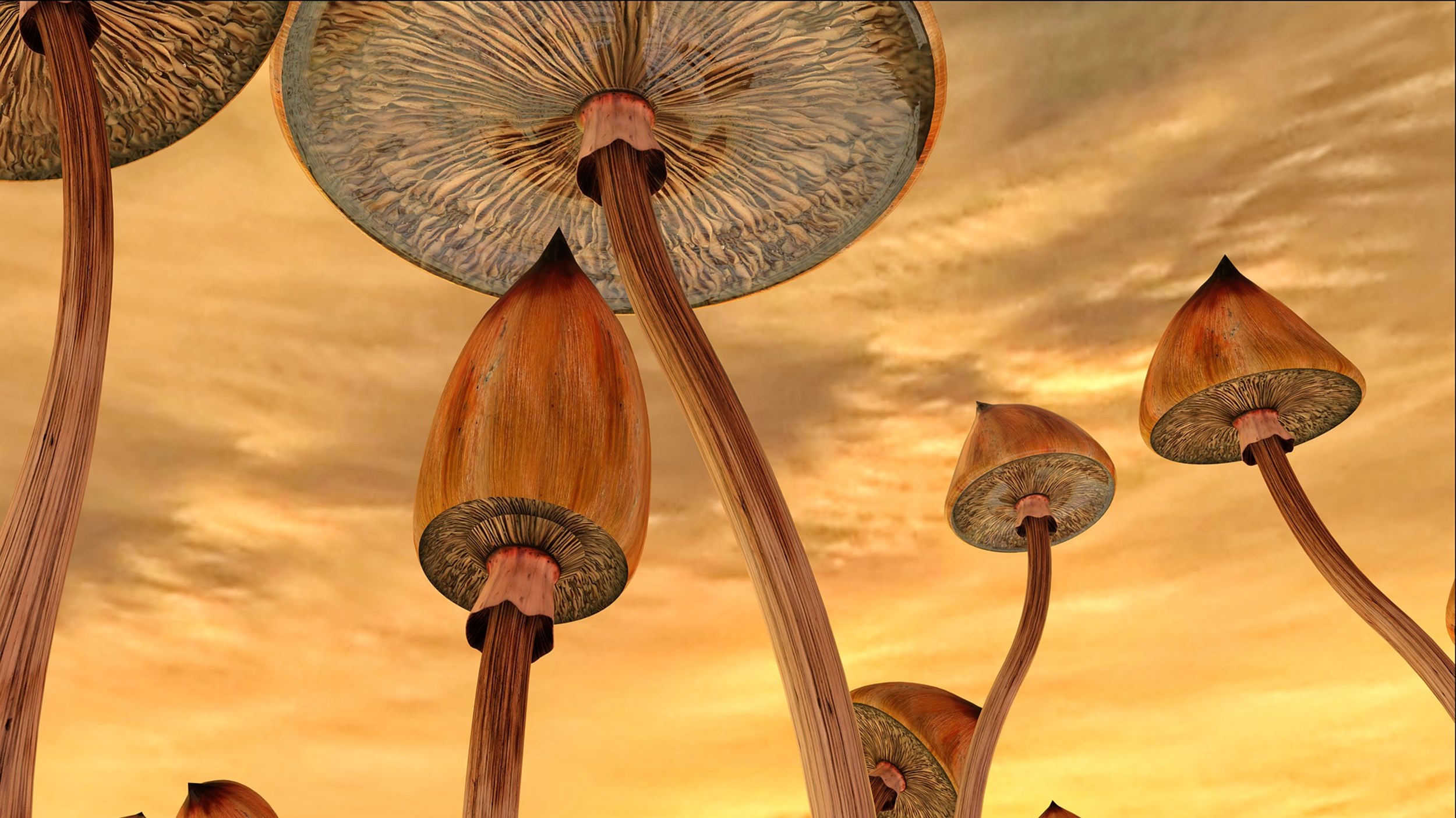 Going to work after taking magic mushrooms
