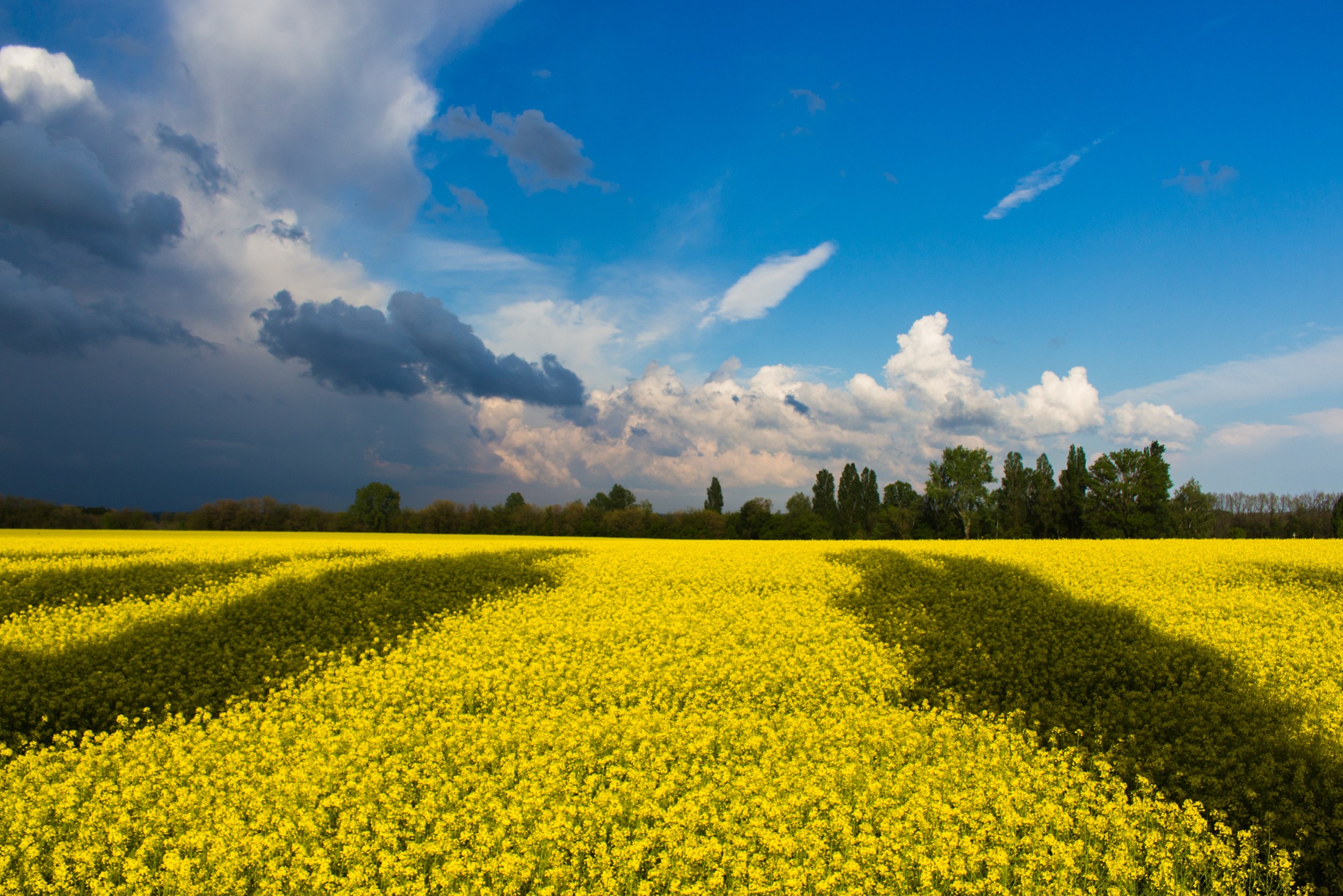 Flexible rules for Ukrainian students