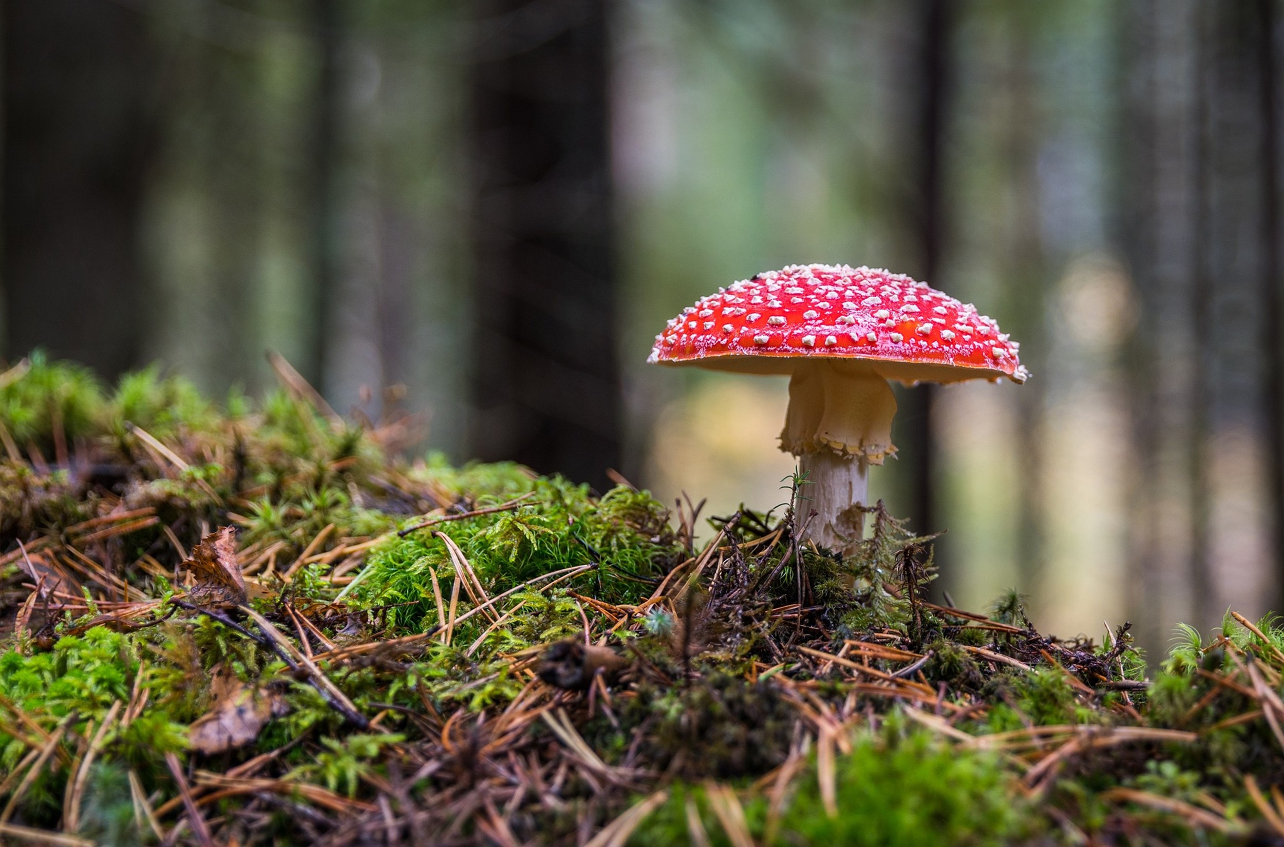Growing fungi and a lower student debt thanks to a trick