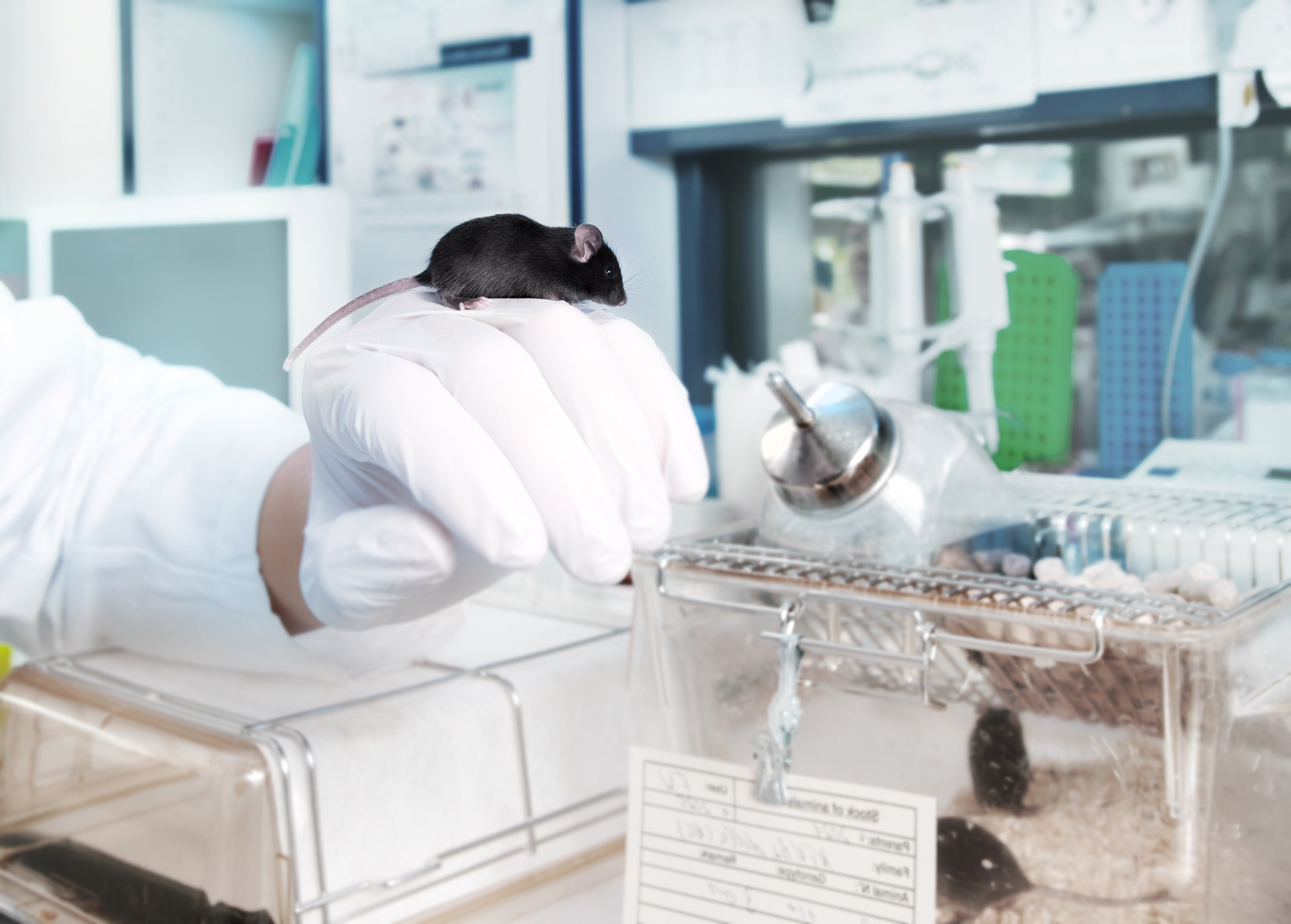 FHML opts to renovate present laboratory animal facility