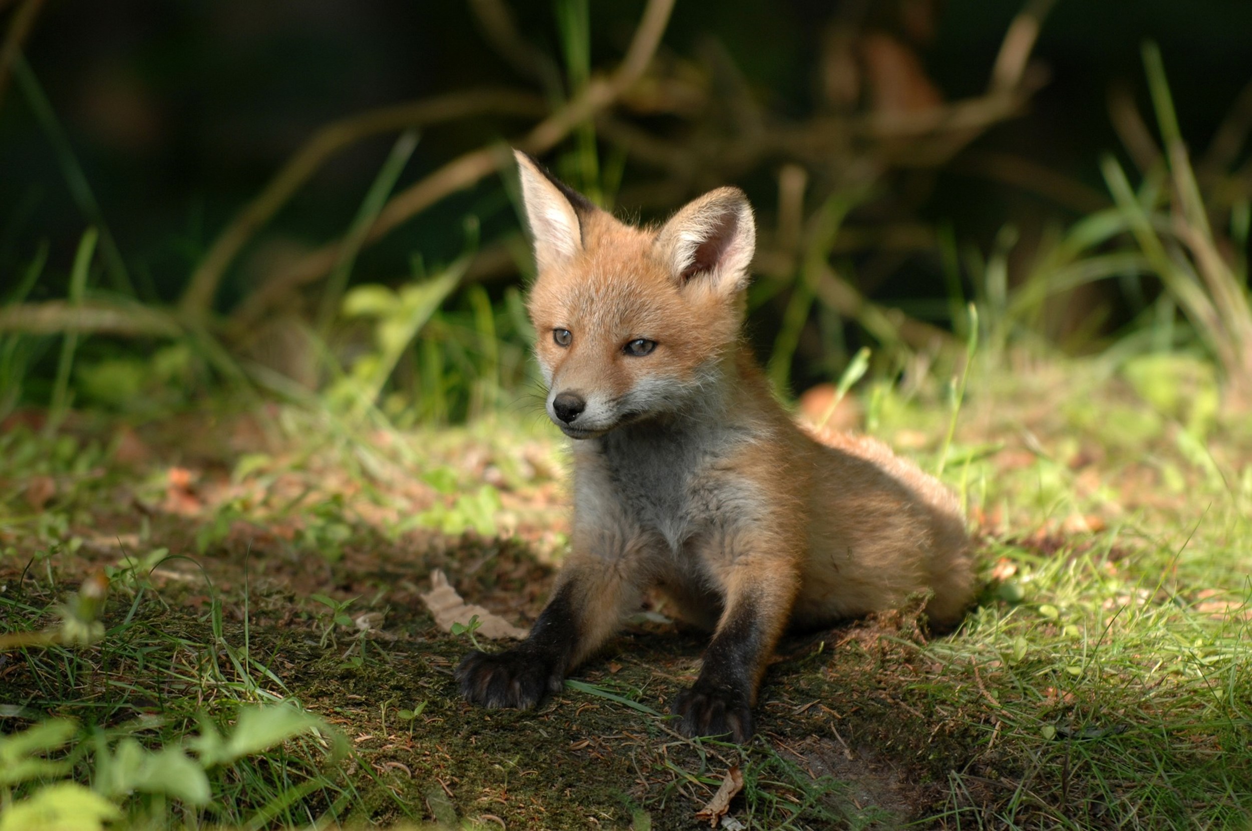 No Foxes Allowed