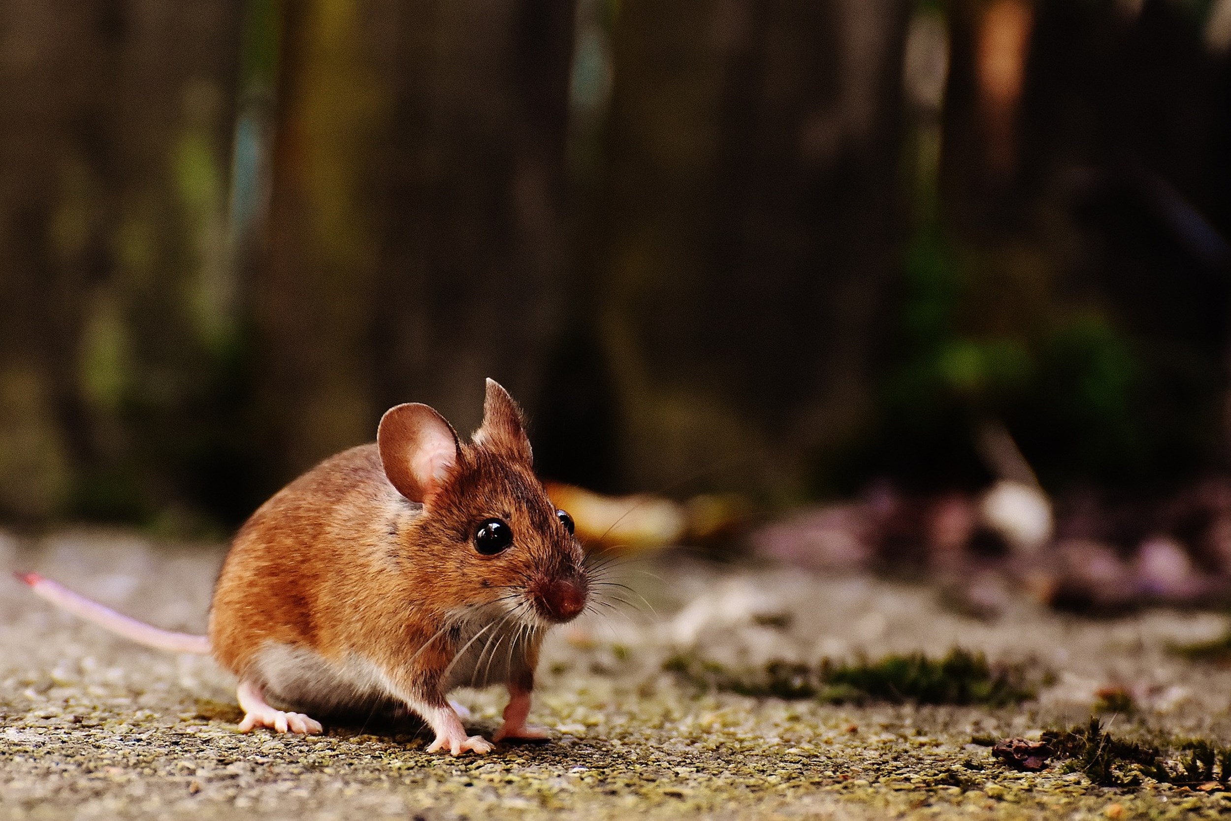 Looted art, a golden UM-student and mice on the 